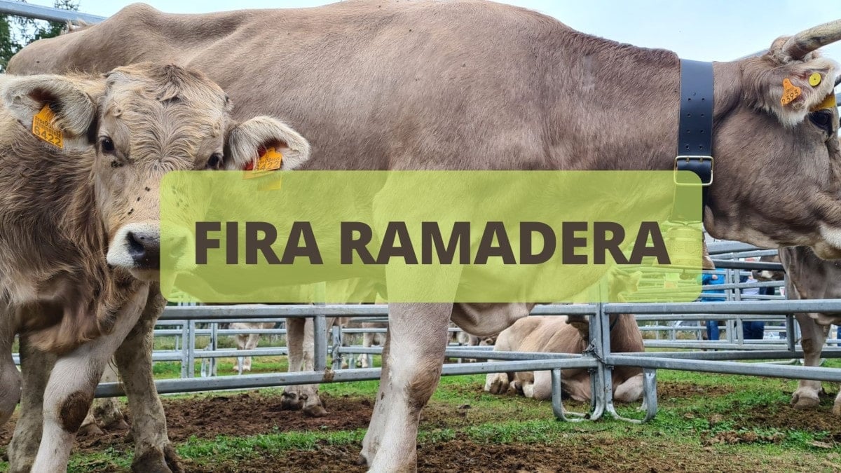 Fira ramadera de la pobleta de bellveí, la vall fosca portada min