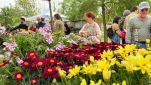 Fira de la Flor i el Planter a Salt