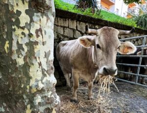 Fira del bestiar de la vall de ribes i fira de la vaca bruna del pirineu foto 4