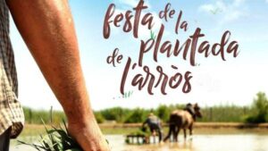Festa de la plantada de l’arròs a Amposta