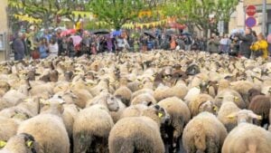 Fira de La Primavera a Sant Pere de Vilamajor