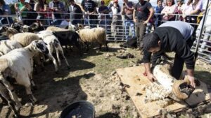 Fira de la Transhumància a Mollet de Peralada foto