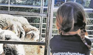 Fira de la Transhumància a Mollet de Peralada foto