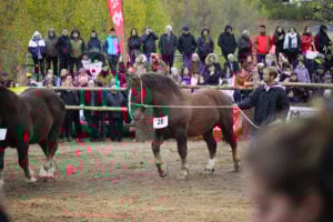 Cavall puigverda (1)