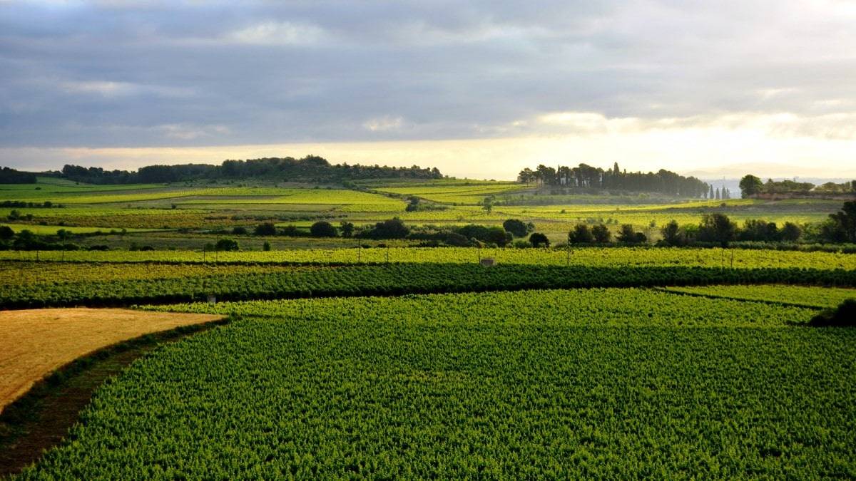 Foto Baix Penedès