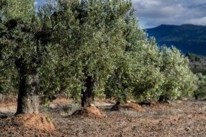 Faoliveres solivella