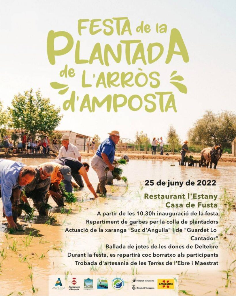 Cartell de Festa de la plantada de l’arròs a Amposta