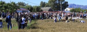 Festa de la plantada de larros a amposta foto 2