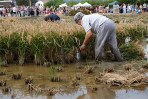 Festa de la plantada de larros a amposta foto 3