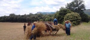 Festa del segar i del batre d avia