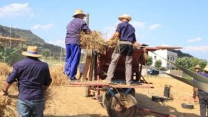 Festa del segar i el batre a sta eulalia de riuprimer 1