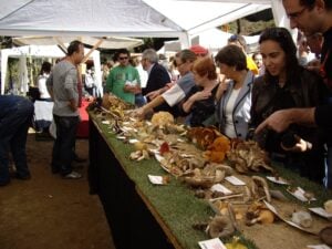 Festa del bolet a sant iscle de vallalta 3