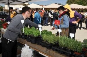 Fira lligat a la terra a santa eulàlia de ronçana foto 2