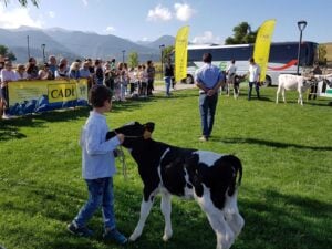 Fira ramadera de bellver de cerdanya foto 1 1