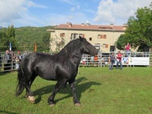 Fira ramadera de la pobleta de bellvei la vall fosca foto 1
