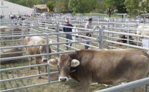 Fira ramadera de la pobleta de bellvei la vall fosca foto 2