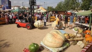 Fira de carabasses gegants sidamon foto 1 min