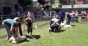 Fira de sant joan i xollada dovelles a sort foto 1