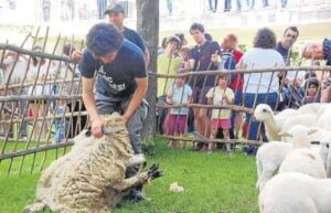 Fira de sant joan i xollada dovelles a sort foto 2