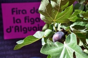 Fira de la figa dalguaire foto 3