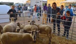 Fira de la llet i festa de st galderic a vilobi donyar foto 3 1