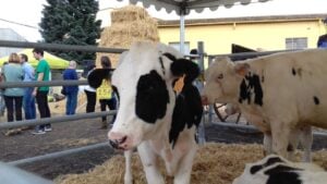 Fira de la llet i festa de st galderic a vilobi donyar foto 4 1