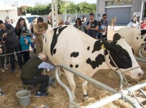 Fira de la llet i festa de st galderic a vilobi donyar foto 6 1