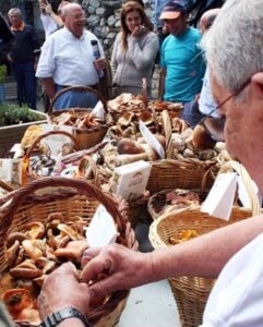 Fira del bolet a setcases foto 3