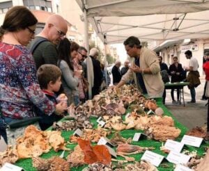 Fira del bolet a terrassa foto 2 1