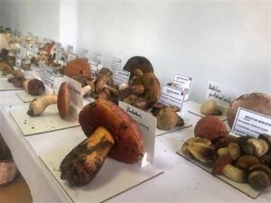 Fira del bolet i del boletaire de la pobla de lillet foto 2