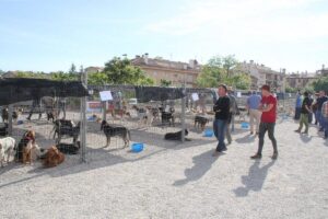 Fira del caçador a solsona foto 1