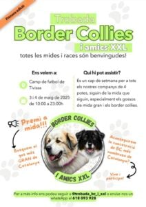 Trobada border collies i amics xxl cartell 2025