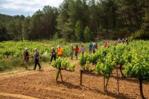 Microvi avinyonet del penedes 1