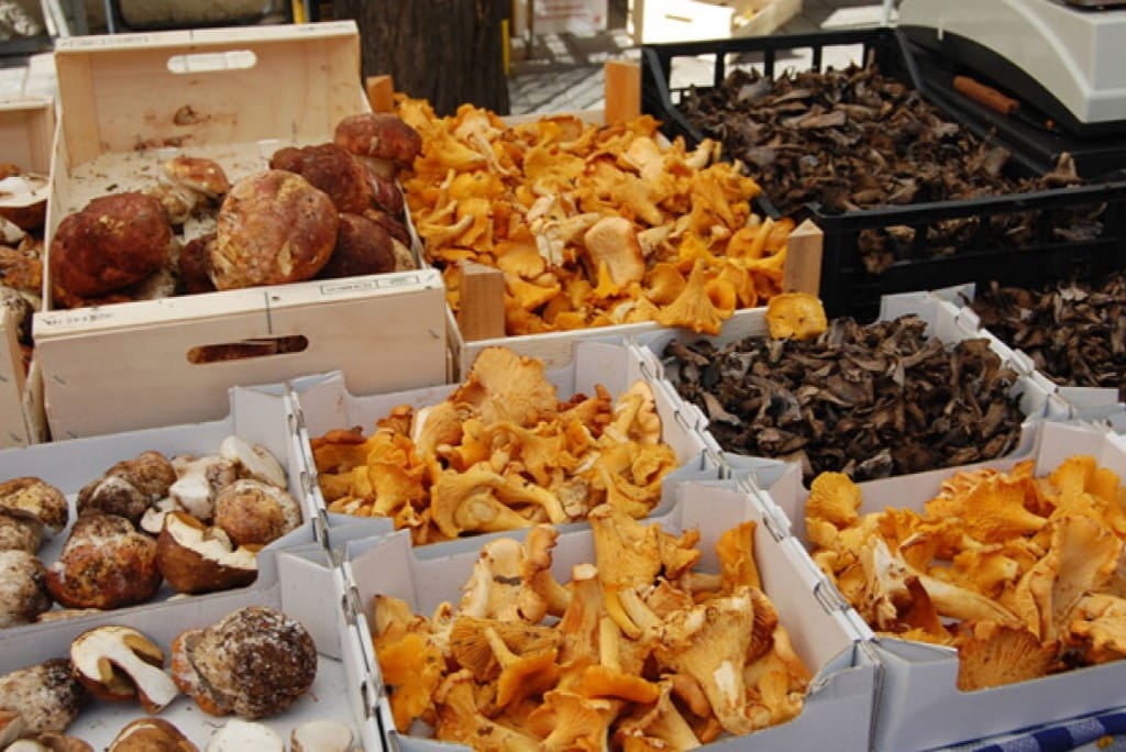 Benvinguts a Fires Catalanes bolets 3 (1)