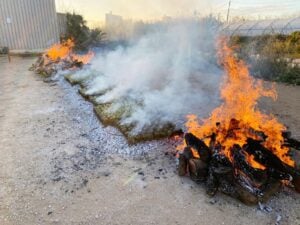 Festa de la Carxofa a l'Aldea foto