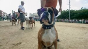 Fira del Benestar Animal a les Borges Blanques foto