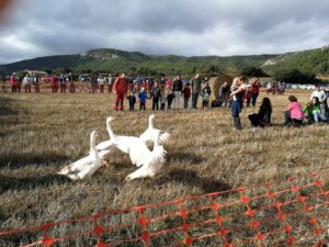Festa del Bosc de Vallespinosa a Pontils