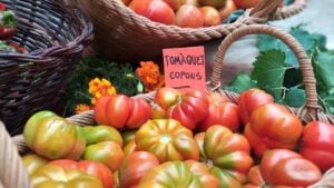 Fira del tomàquet a Copons